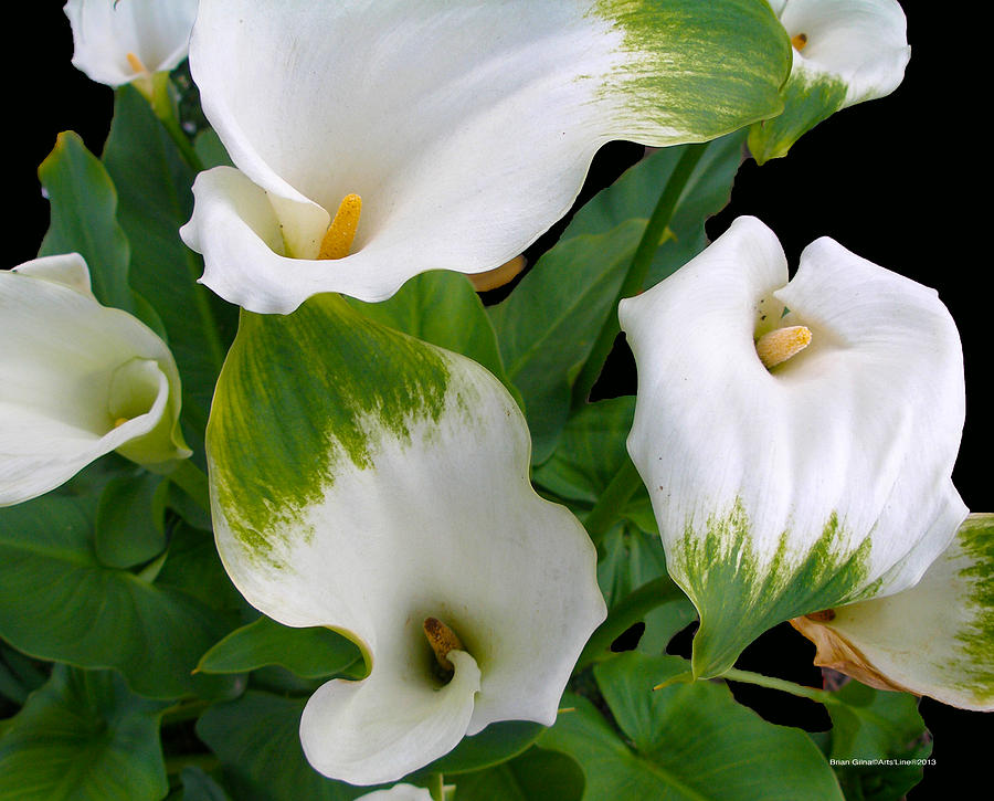 White Lilies 02 Photograph by Brian Gilna