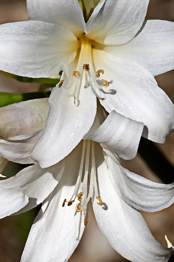 White Lilies 2 Photograph by Christina Ochsner