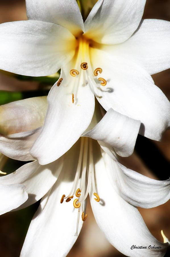 White Lilies Photograph by Christina Ochsner
