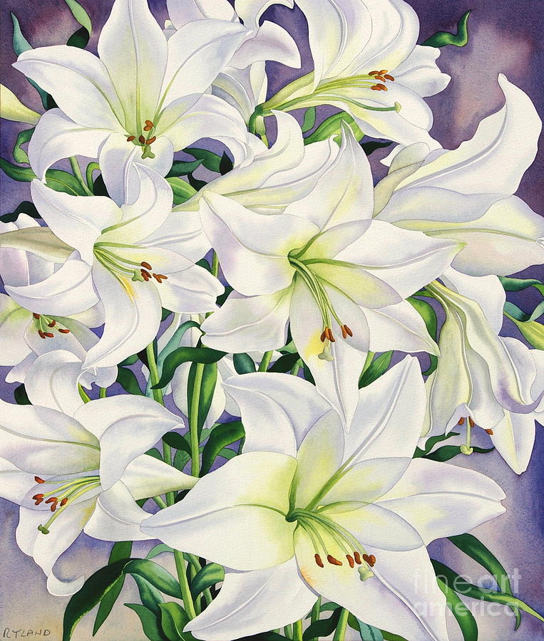 Lily Painting - White Lilies by Christopher Ryland