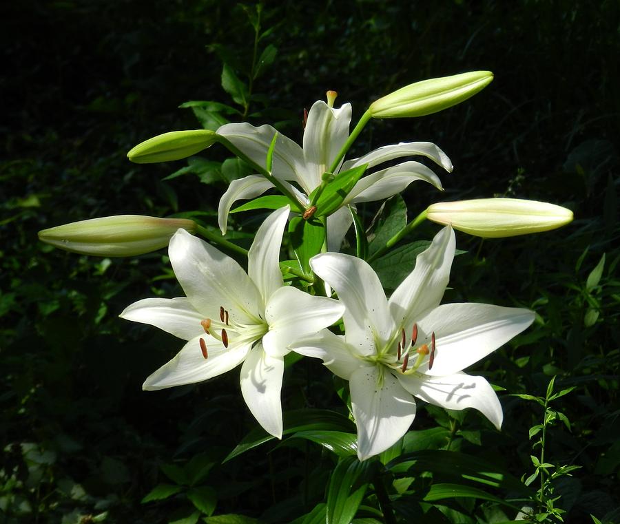 White Lilies Photograph by Connie Meyer