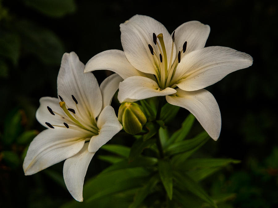 White lilies Photograph by Davorin Mance