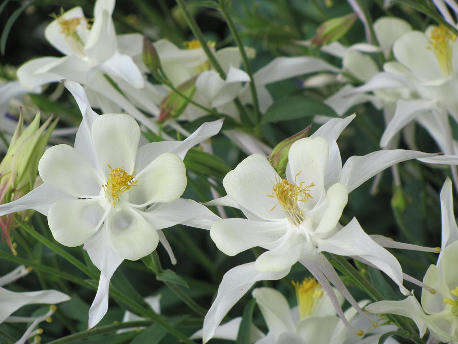 White Lilies Photograph by Dody Rogers