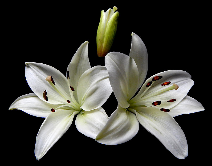 White Lilies I Still Life Flower Art Poster Photograph by Lily Malor