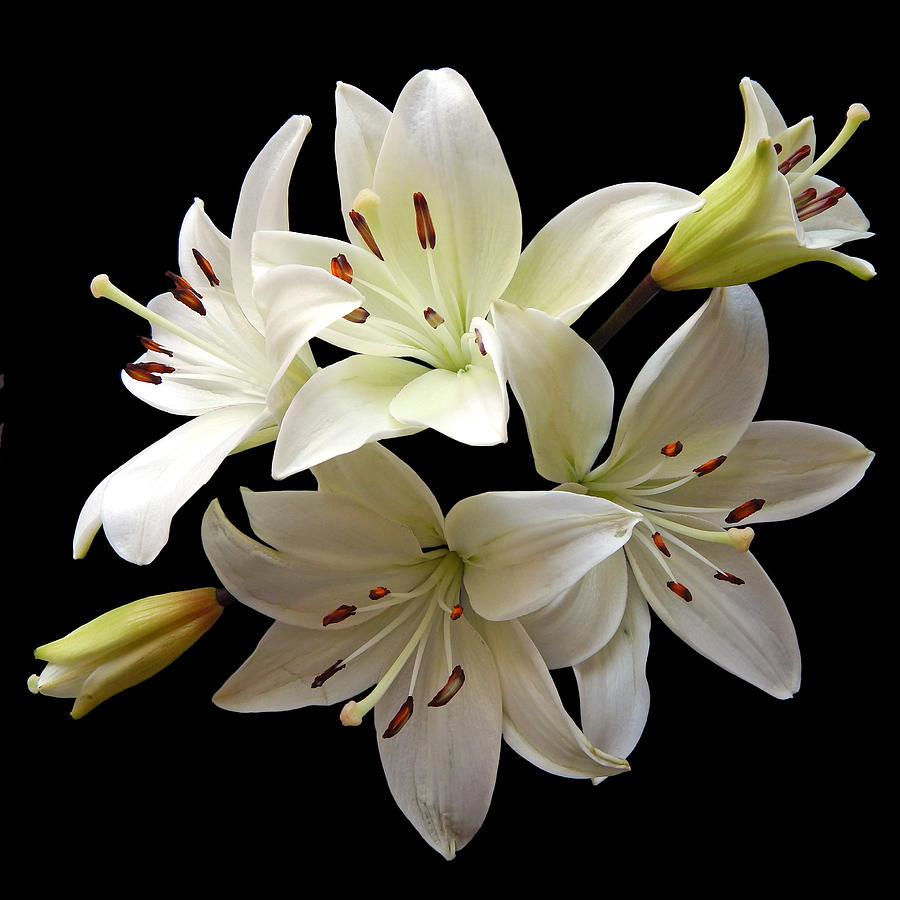White Lilies II Still Life Flower Art Poster Photograph by Lily Malor