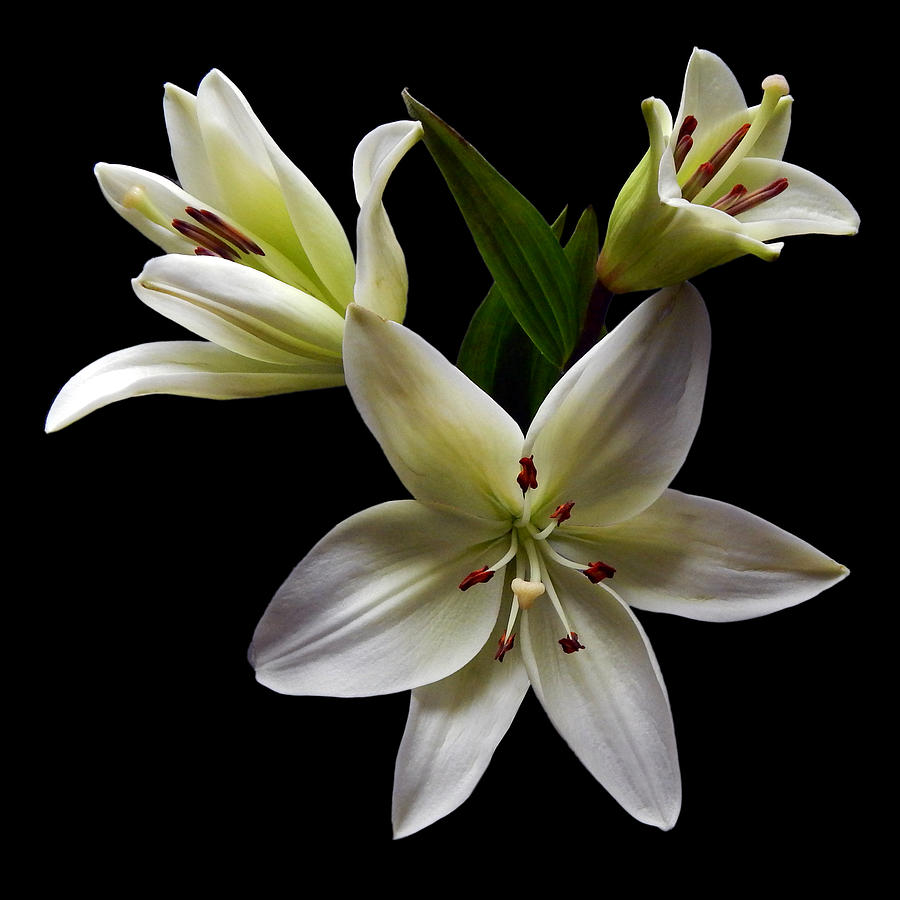 White Lilies III Still Life Flower Art Poster Photograph by Lily Malor