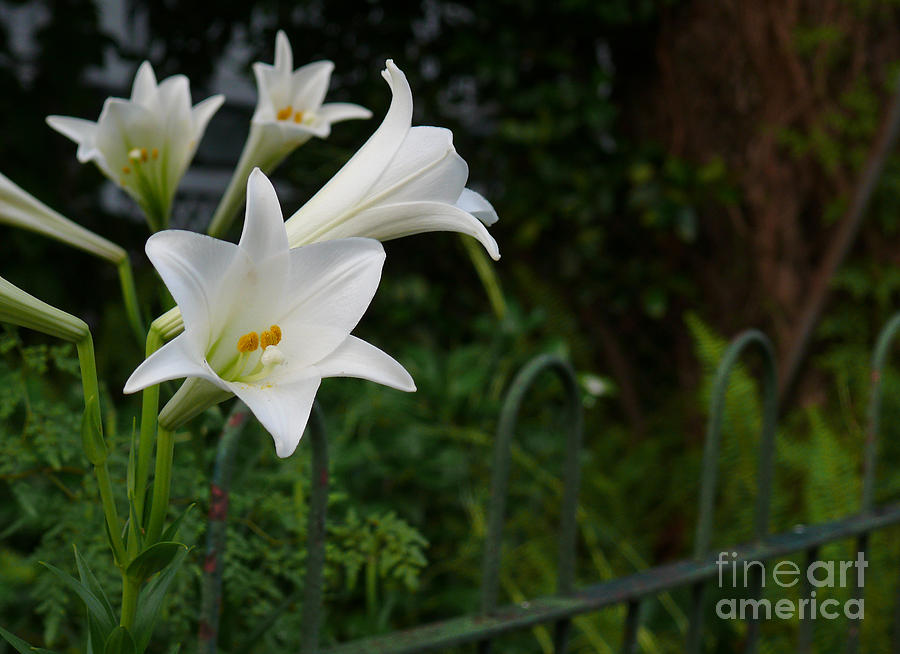 White Lilies Photograph by Jeanne  Woods