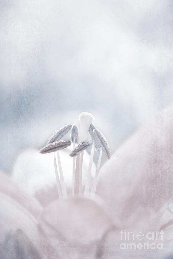 Lily Photograph - White Lilies  by Lali Kacharava