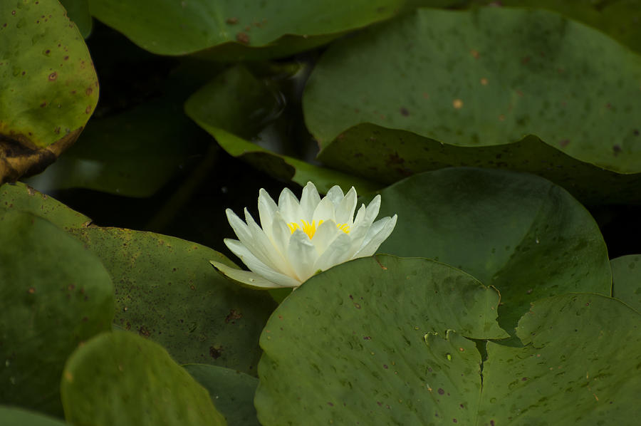 Flower Photograph - White lotus 2 by Flees Photos