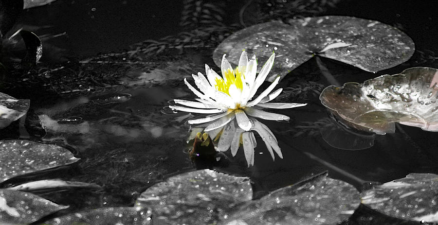 White Lilly Photograph by David Yocum