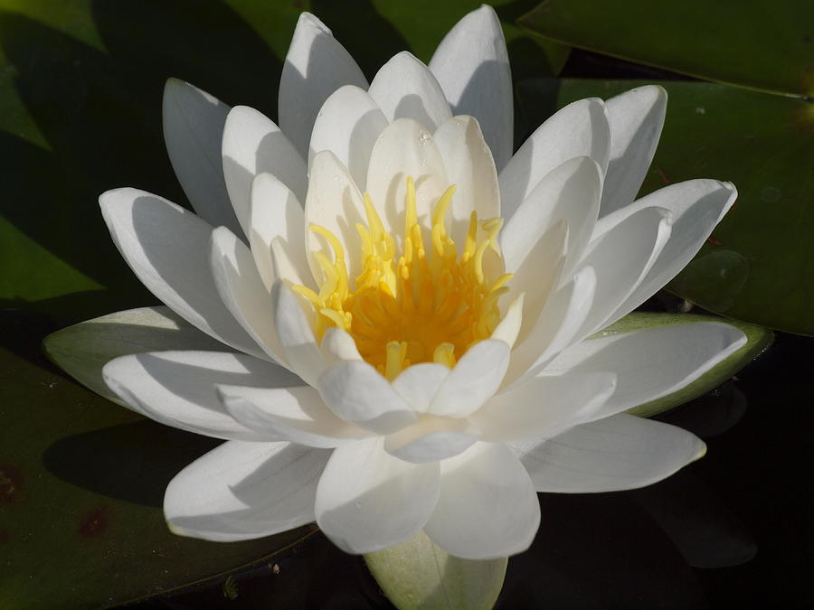 White Lilly Photograph by Jennifer Trent - Fine Art America