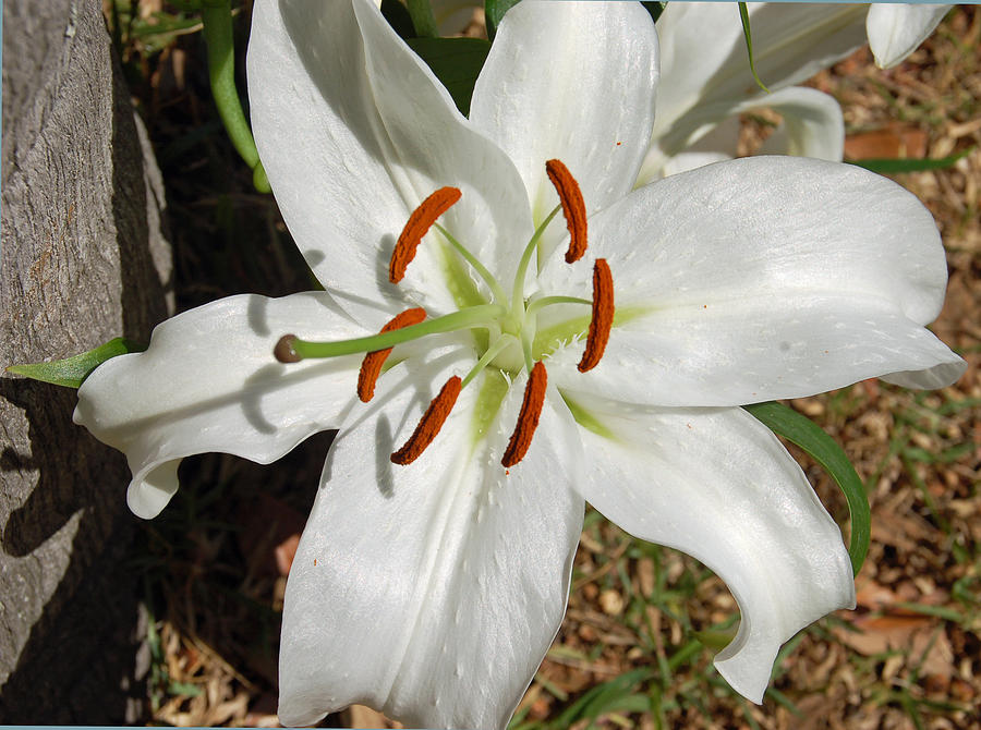 White Lily Photograph by Aimee L Maher ALM GALLERY