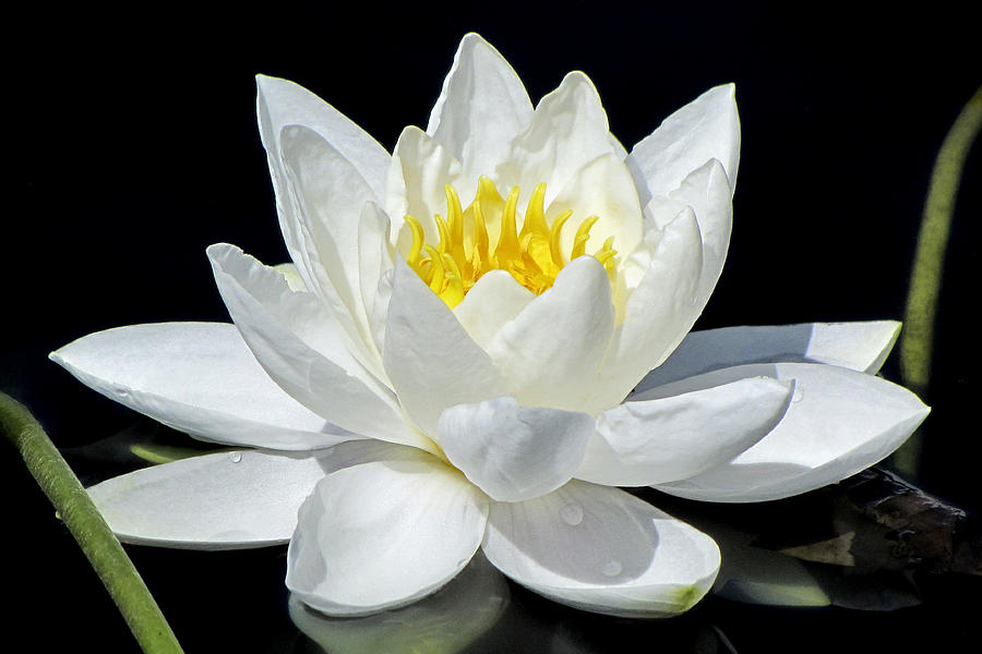 White Lily Photograph by Bob Slitzan