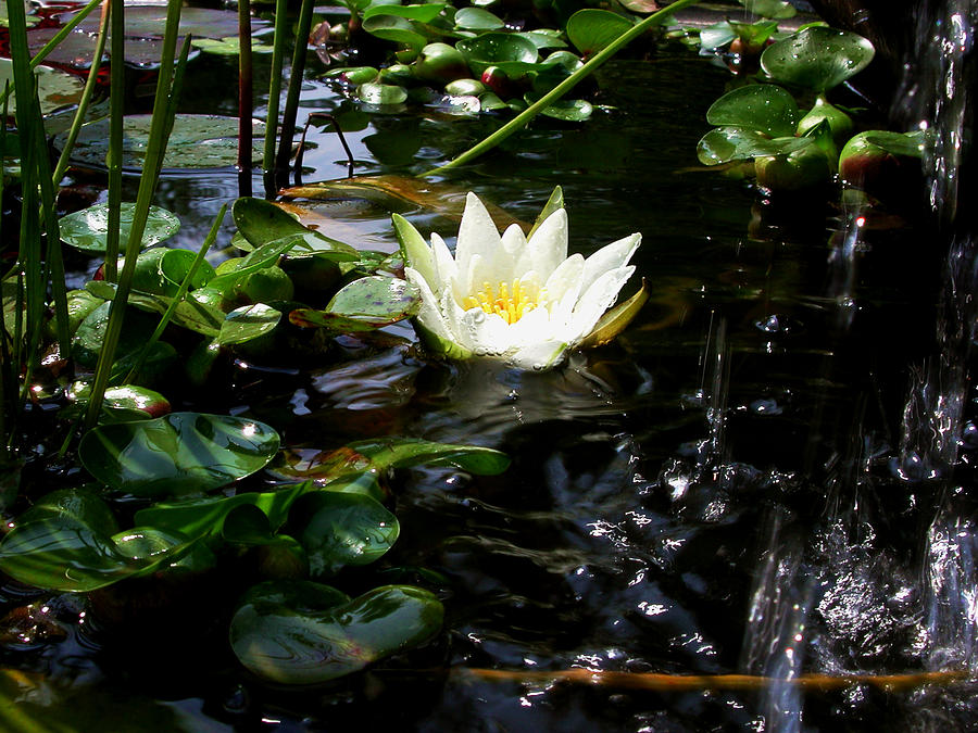 White Lily by Waterfall Photograph by Mike Kling