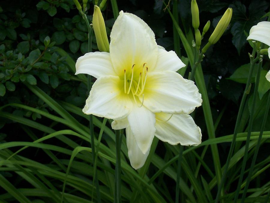 White Lily Photograph by Catherine Gagne