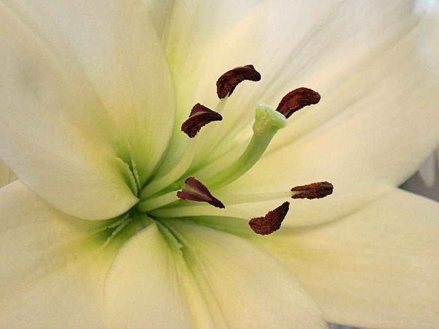 White lily Close Up-7 07232014 Digital Art by Doug Morgan