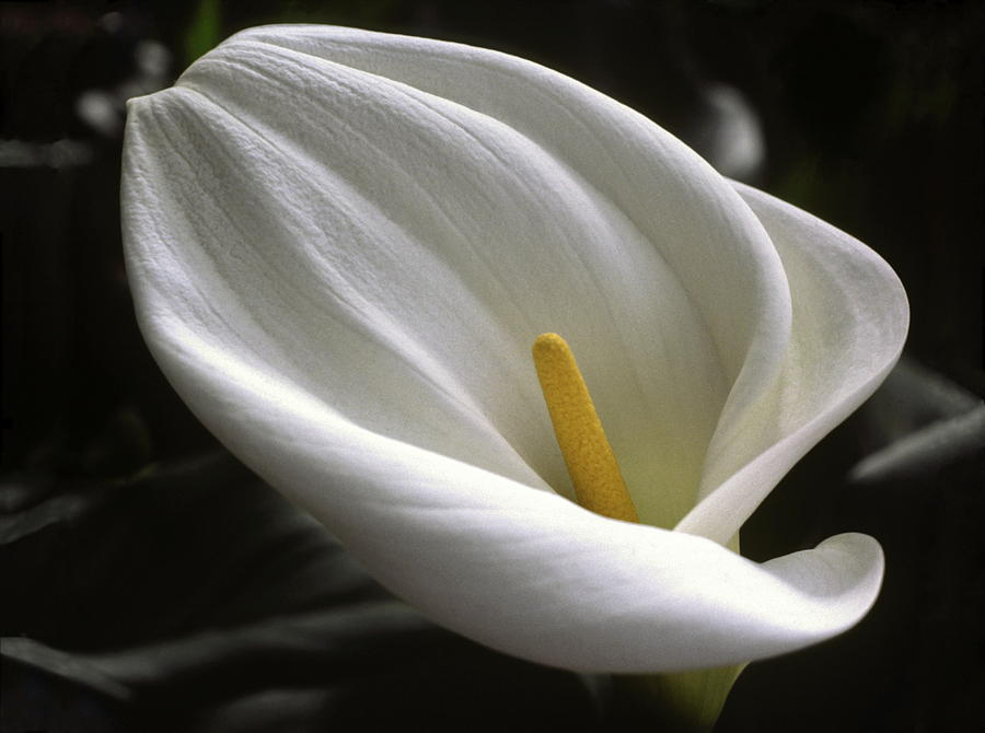 White Lily close-up Photograph by Sally Weigand
