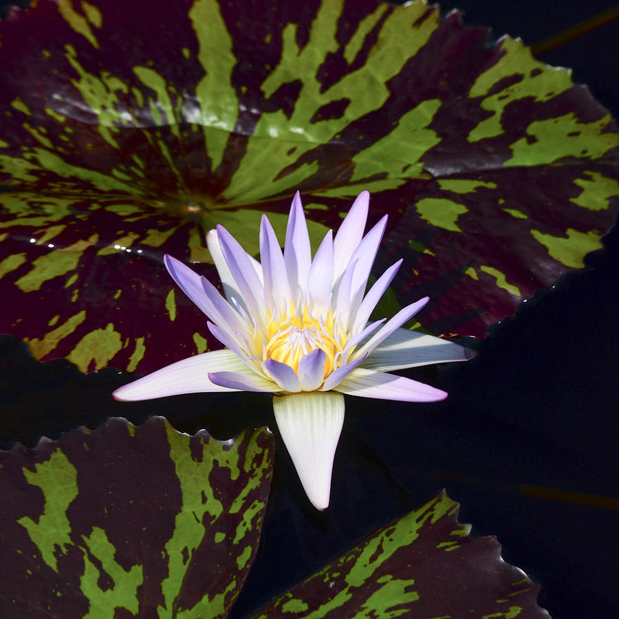 White Water Lily Photograph by Crystal Wightman