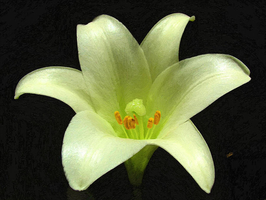 White Lily Painting by Dean Wittle