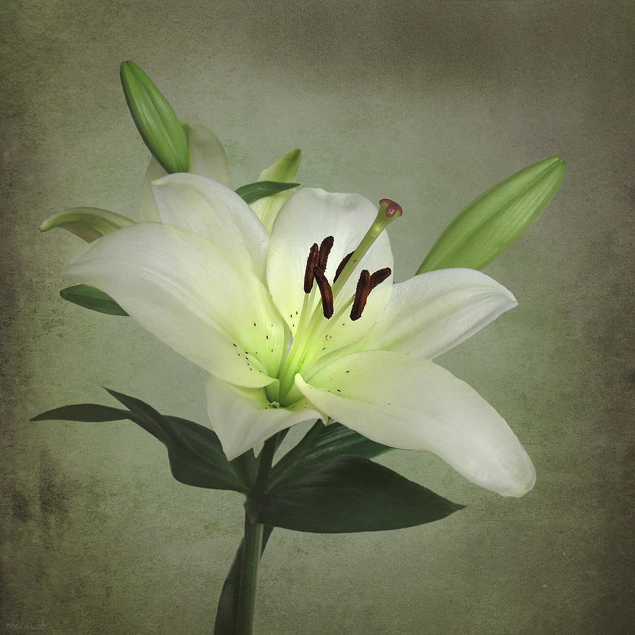 White Lily Photograph by Deborah Smith
