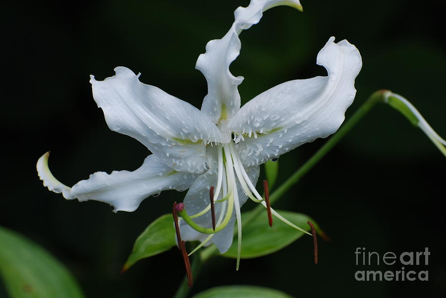 White Lily Photograph by DejaVu Designs