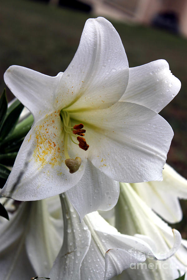Nature Photograph - White Lily by  Errin Schaeffer