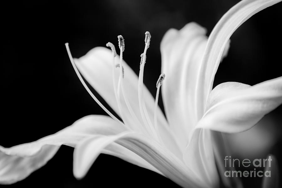 Black And White Photograph - White Lily Flower by Chris Scroggins