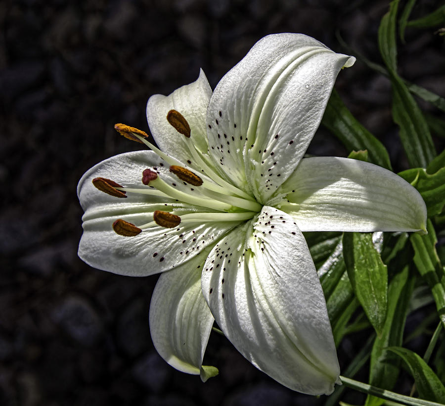 White Lily Photograph by George Davidson