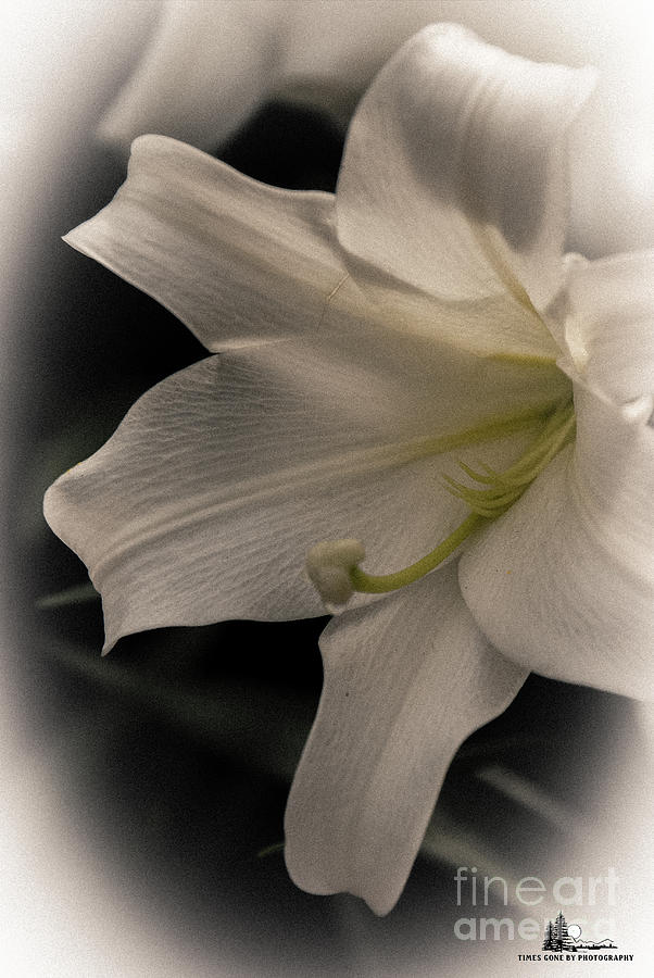 White Lily Photograph by Grace Grogan