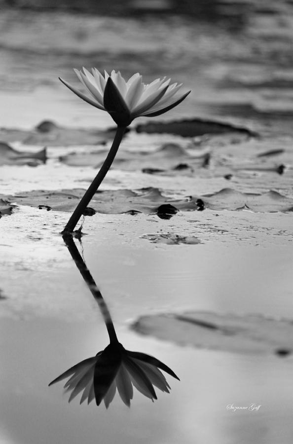Black And White Photograph - White Lily in Reflection by Suzanne Gaff