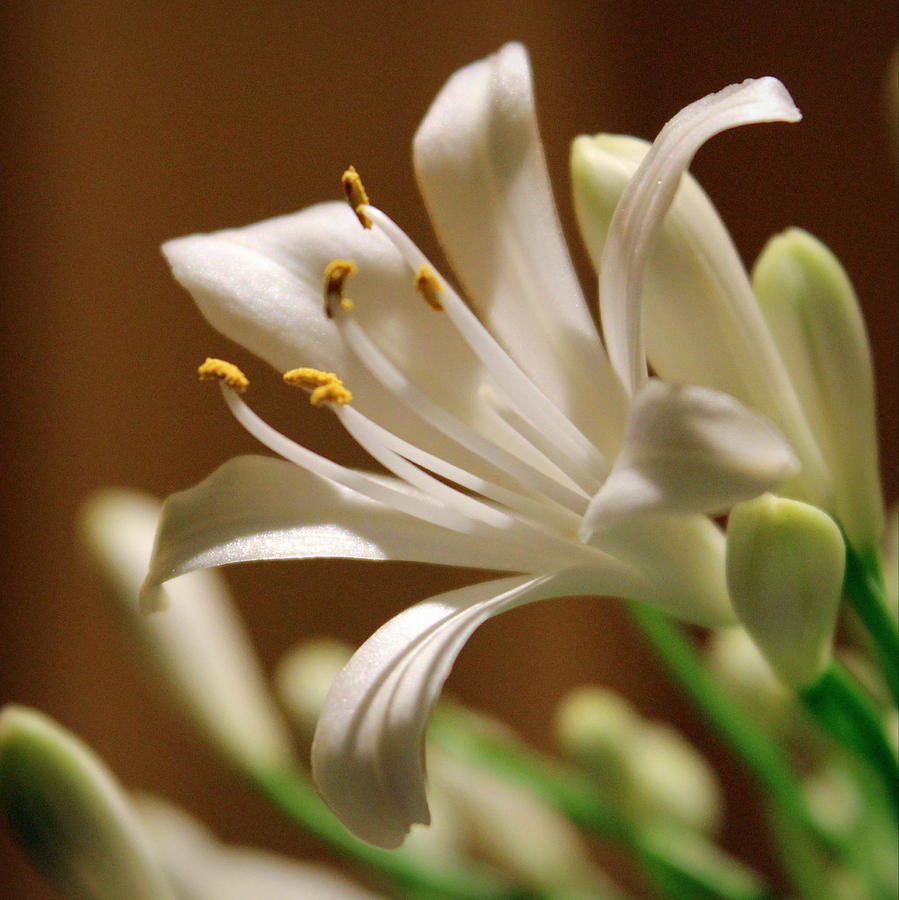 White Lily Photograph by Joseph Skompski