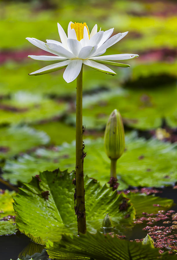 Lily Photograph - White Lily by Kelly Headrick