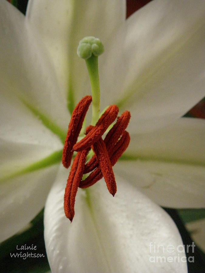 White Lily Photograph by Lainie Wrightson