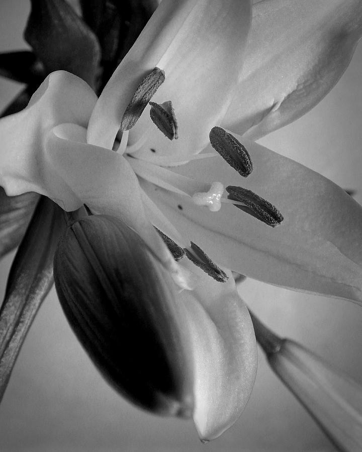 White Lily Still Life Flower Art Poster Photograph by Lily Malor