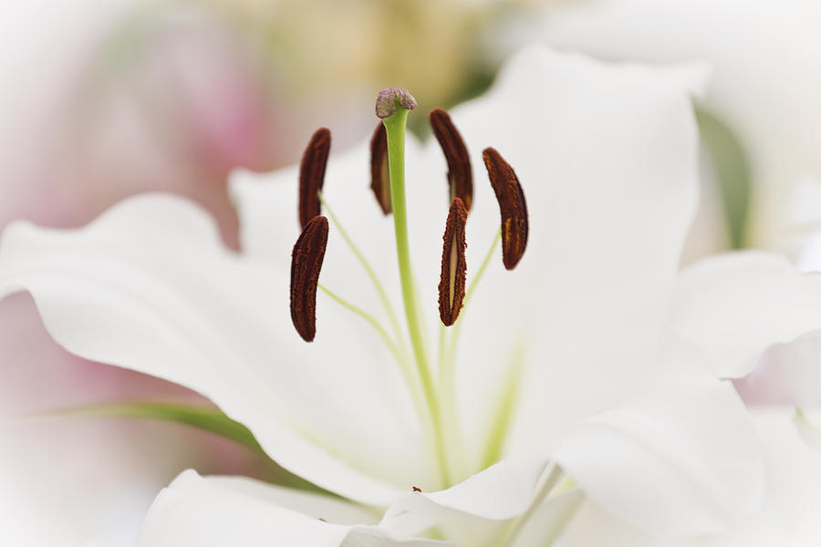White Lily Photograph by Maj Seda