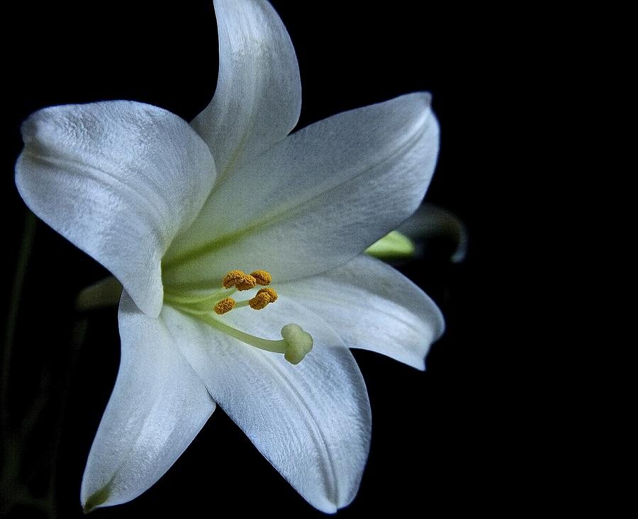 White Lily on Black Photograph by Lori Miller