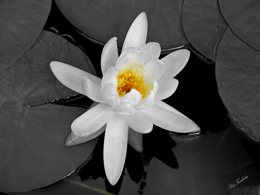 White Lily Photograph by Pete Trenholm