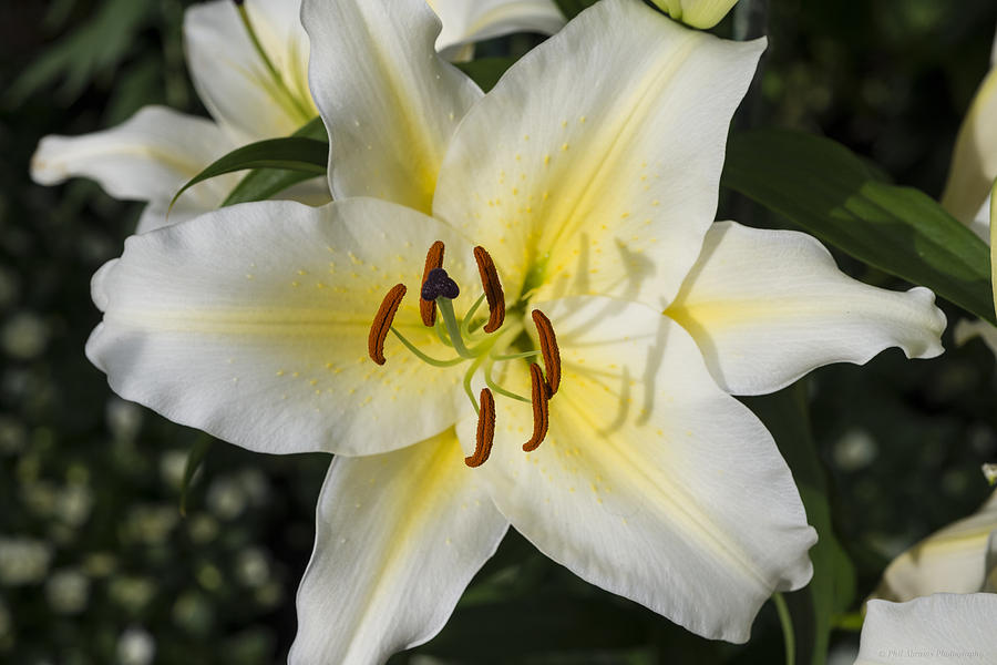 White Lily Photograph by Phil Abrams