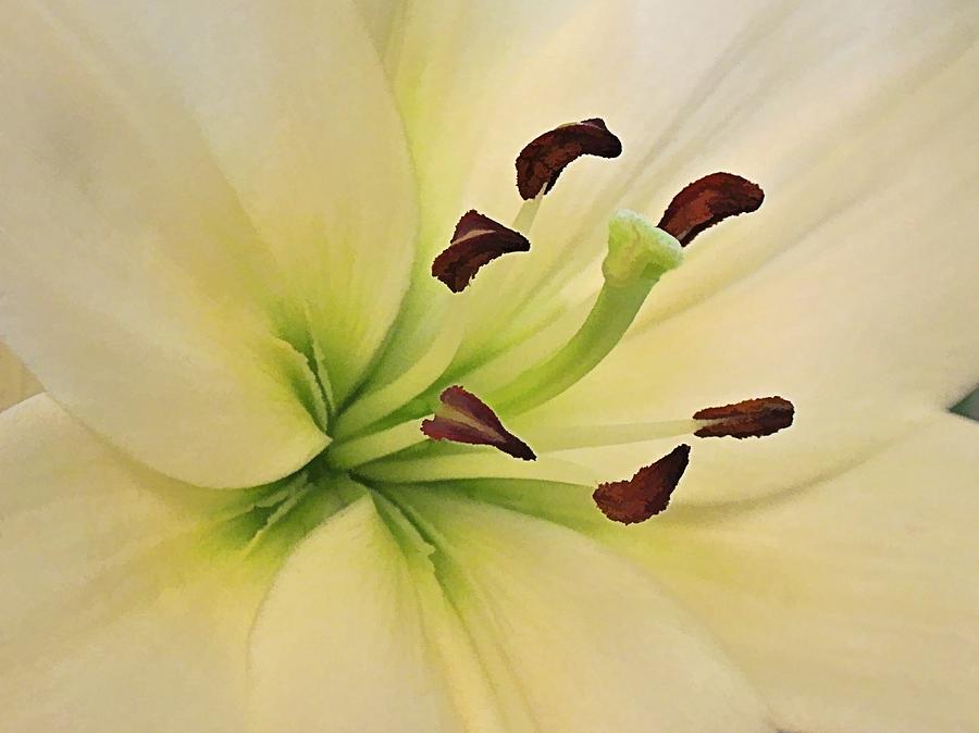 White Lily PP-6 Digital Art by Doug Morgan