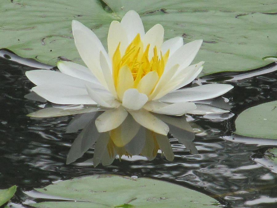 White Lily Reflection Photograph by Loretta Pokorny