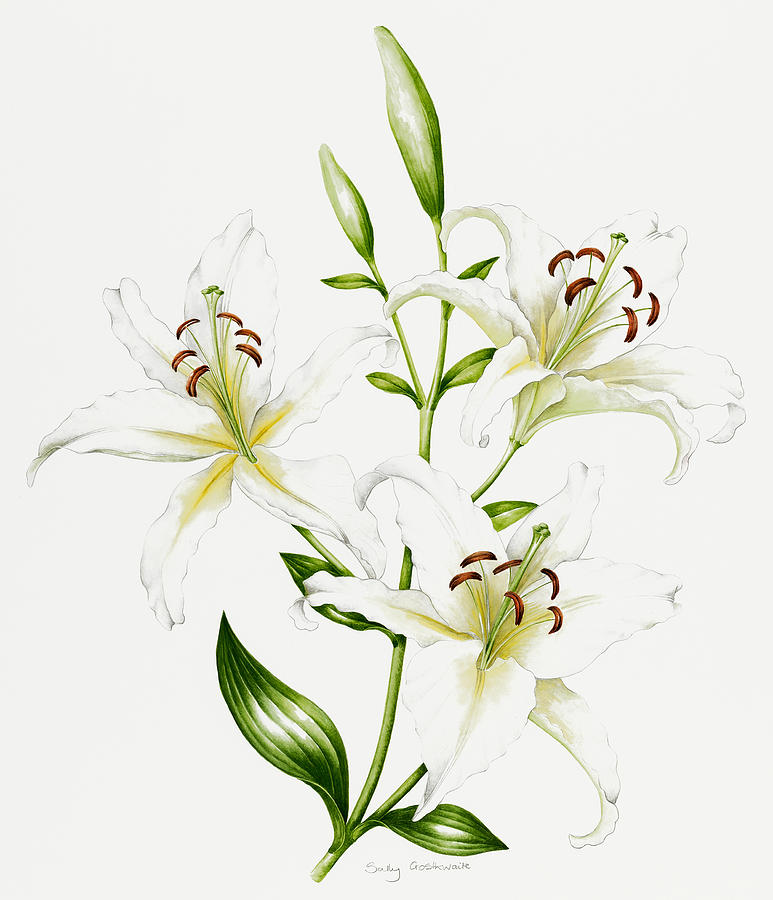 White Lily Painting by Sally Crosthwaite - Fine Art America