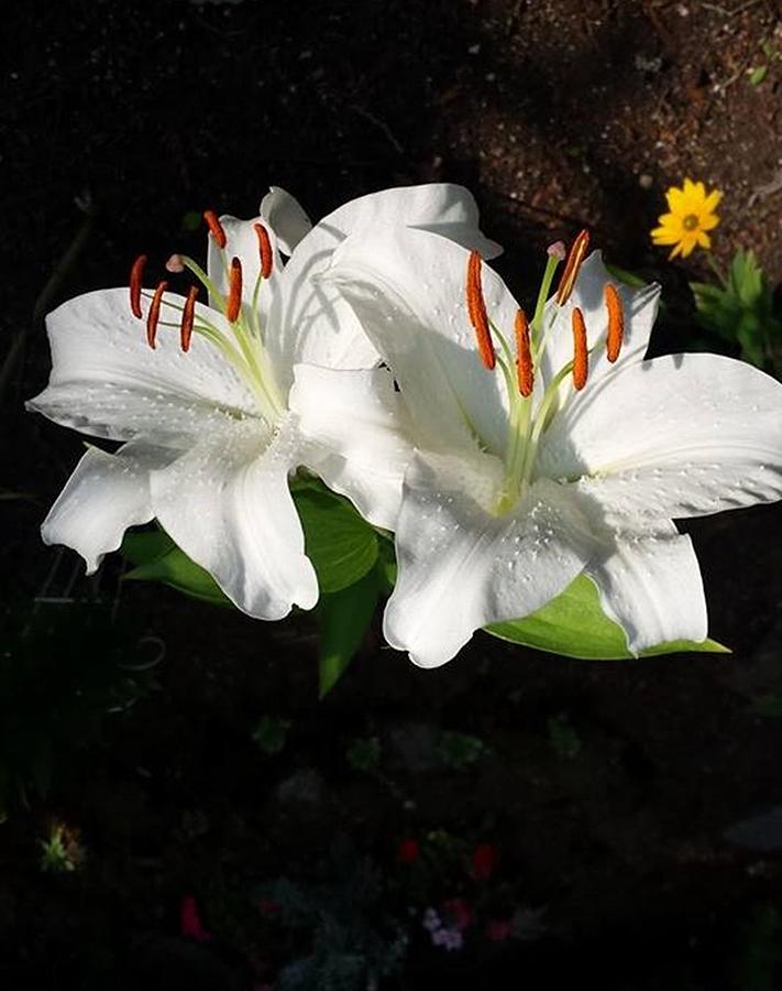 White Lily  Photograph by Sharon Duguay
