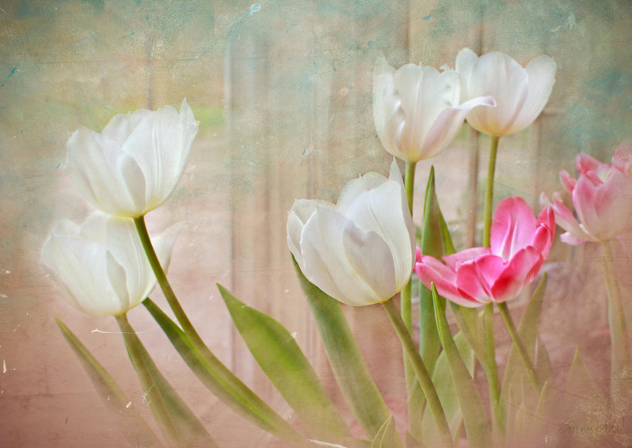 White Tulip Show Photograph by Bonnie Willis