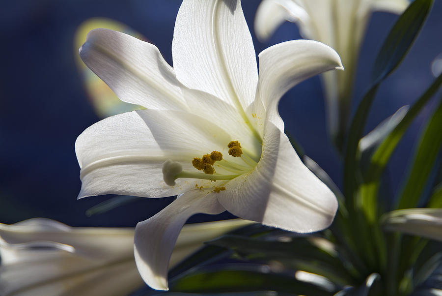 White Lily Photograph by Thomas Firak