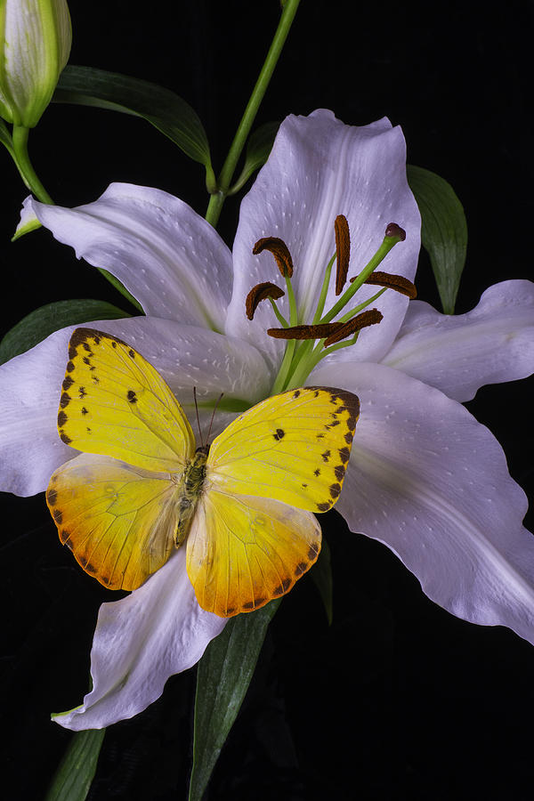 Flower Photograph - White Lily With Yellow Butterfly by Garry Gay