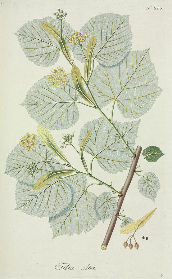 White Lime Tree (tilia Alba) Photograph by Natural History Museum, London/science Photo Library