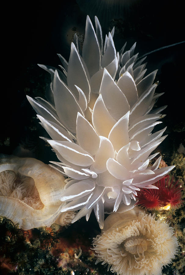 White-lined Dirona Nudibranch Photograph by Jeff Rotman