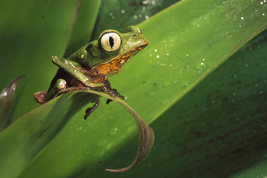 White-lined Leaf Frog Amazonian Ecuador Photograph by Pete Oxford