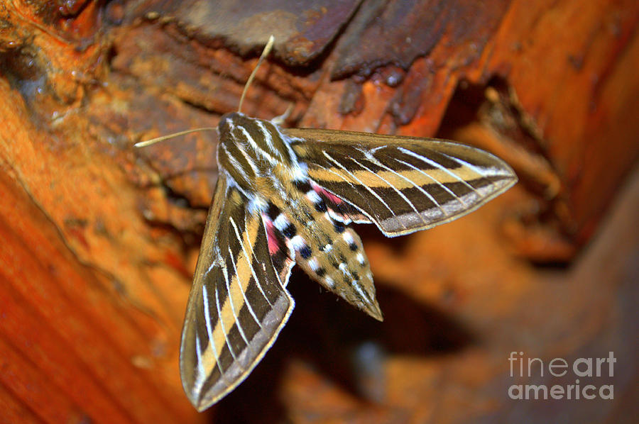 Butterfly Photograph - White-lined Sphinx by Anjanette Douglas