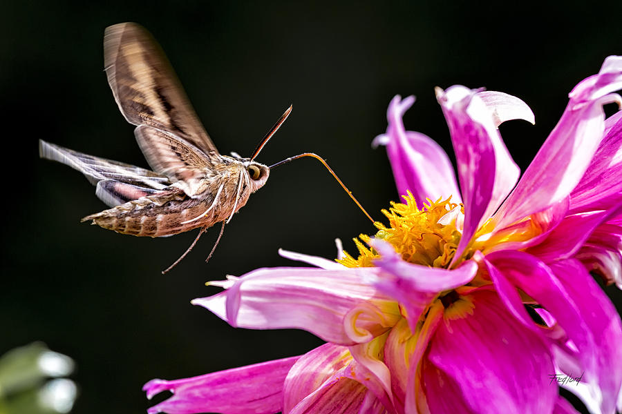 White-lined Sphinx Hummingbird Moth on Dahlia Photograph by Fred J Lord